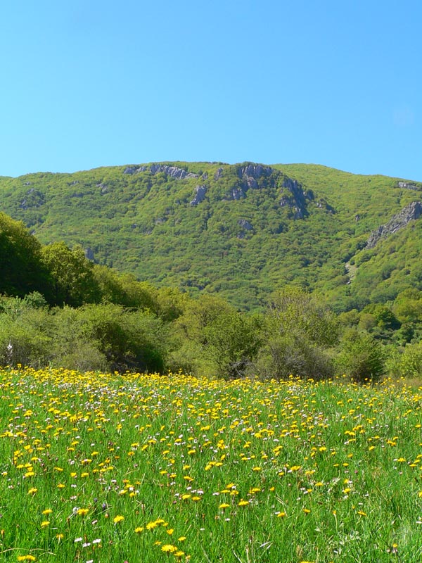 Insetti dalle Madonie (Pa)